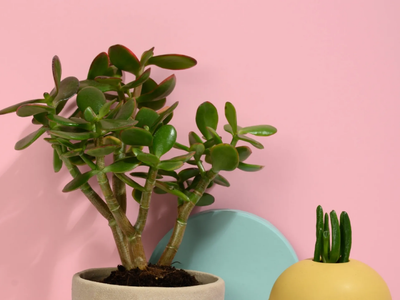 Las plantas que no pueden faltar en tu hogar si querés atraer cosas positivas y buena fortuna