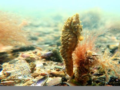 Lo descubrieron y se dio a la fuga: estaba pescando caballitos de mar