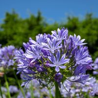 La planta cuyas flores no pasan desapercibidas y podés colocar en macetas colgantes para tu jardín