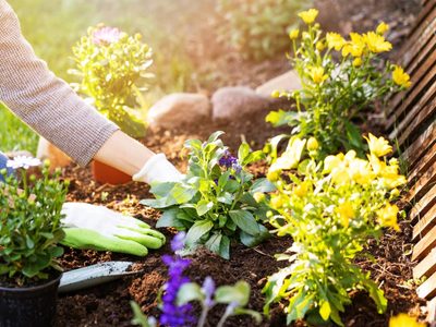 Económico y rendidor: prepará el mejor fertilizante para tus plantas con 1 ingrediente que seguro tenés en la cocina