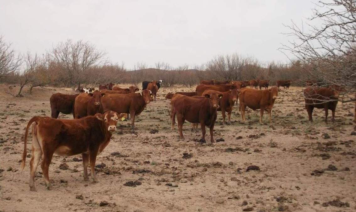 La agricultura y la ganadería en Zacatecas están en grave peligro por la escasez de lluvias