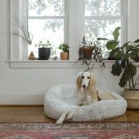 Las 5 plantas más seguras para tener en tu casa si tenés mascotas