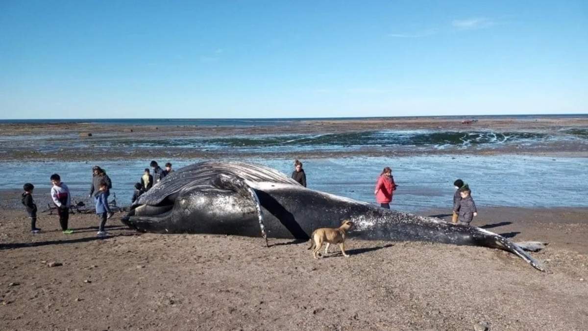 Ballena varada en la costa de Comodoro Rivadavia. Fuente: (Twitter)