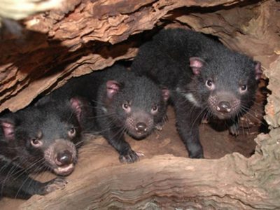 Siete demonios de Tasmania nacen por primera vez en 3 mil años en Australia