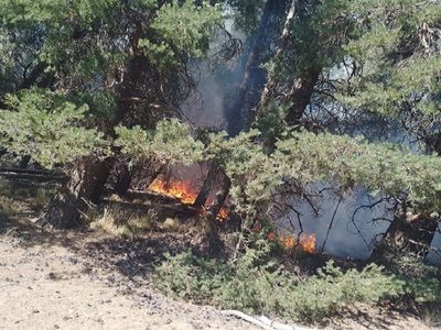 Lograron contener un incendio forestal en el cerro Los Pinos