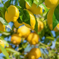 Plantas: no tires las cáscaras de papa, así son de ricas en nutrientes para tu Limonero