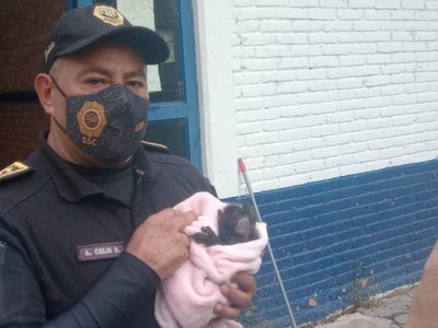 Brigada de la SSC rescata 350 animales, desde cocodrilos hasta un mono aullador