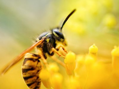 Alejá a las avispas de tu jardín con este truco casero, sencillo y eficaz