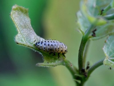 Secretos de jardinero: detergente, un aliado inesperado contra las plagas