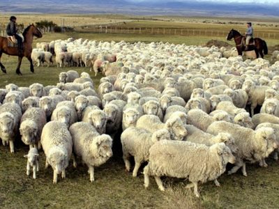Zapala: el Programa Mohair Neuquén colocó en el mercado 7.300 kg de fibra