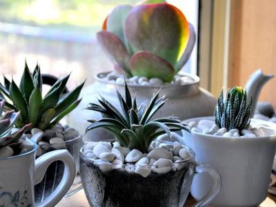 Mini suculentas: conocé los cuidados especiales que necesitan para que duren más tiempo