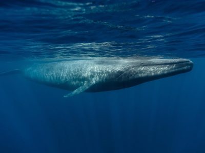 Ballenas en riesgo por contaminación y sobrepesca