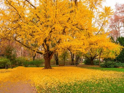 El árbol de hermosas hojas amarillas que da un olor fétido insoportable si comprás la variedad equivocada