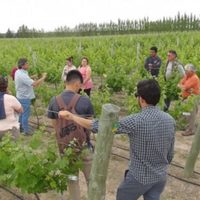 La Pampa busca reactivar el enoturismo