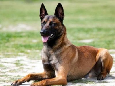 Niño de dos años muere tras ser mordido en la cara por su propio perro en NL