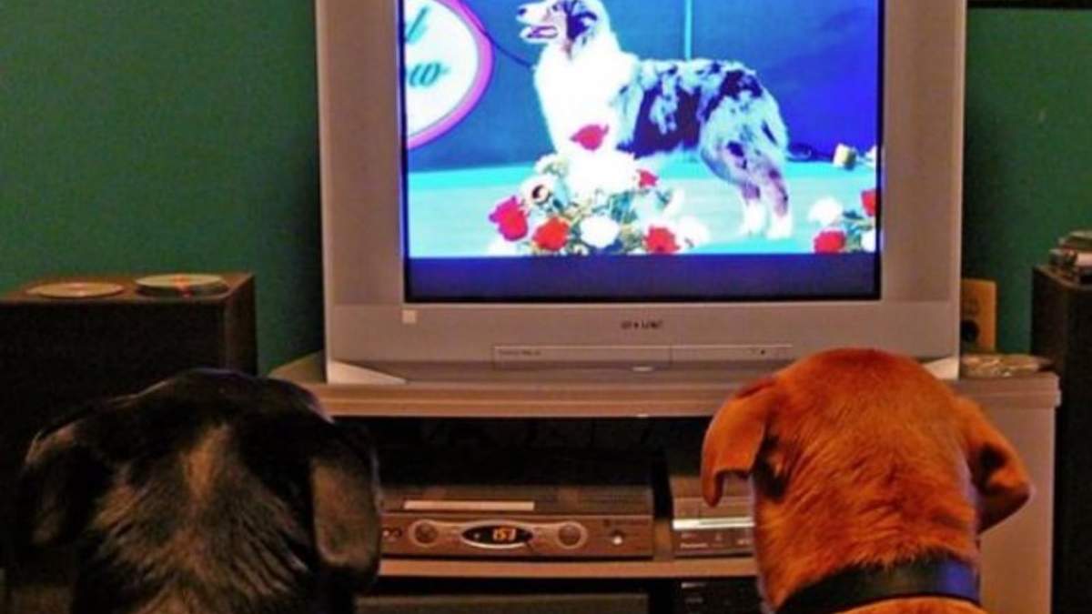 A los perros les atrae ver programas relacionados con su especie en TV, según estudio