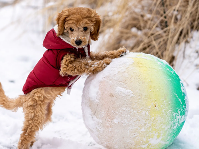 Consejos claves para proteger a tu mascota del frío en esta temporada de otoño invierno