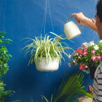 La clave para regar tu planta de Cinta, para que se mantenga rozagante y no se marchite