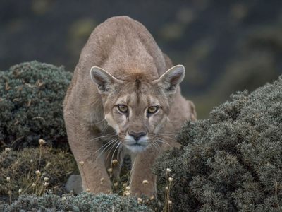 Advierten que podrían detectarse más pumas sueltos en Bariloche