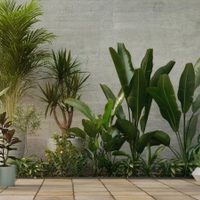 Las plantas fáciles de cuidar que necesitan poca luz y son perfectas para decorar el interior de tu casa