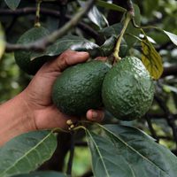 Presentan queja contra el aguacate mexicano ante comisión ambiental del T-MEC