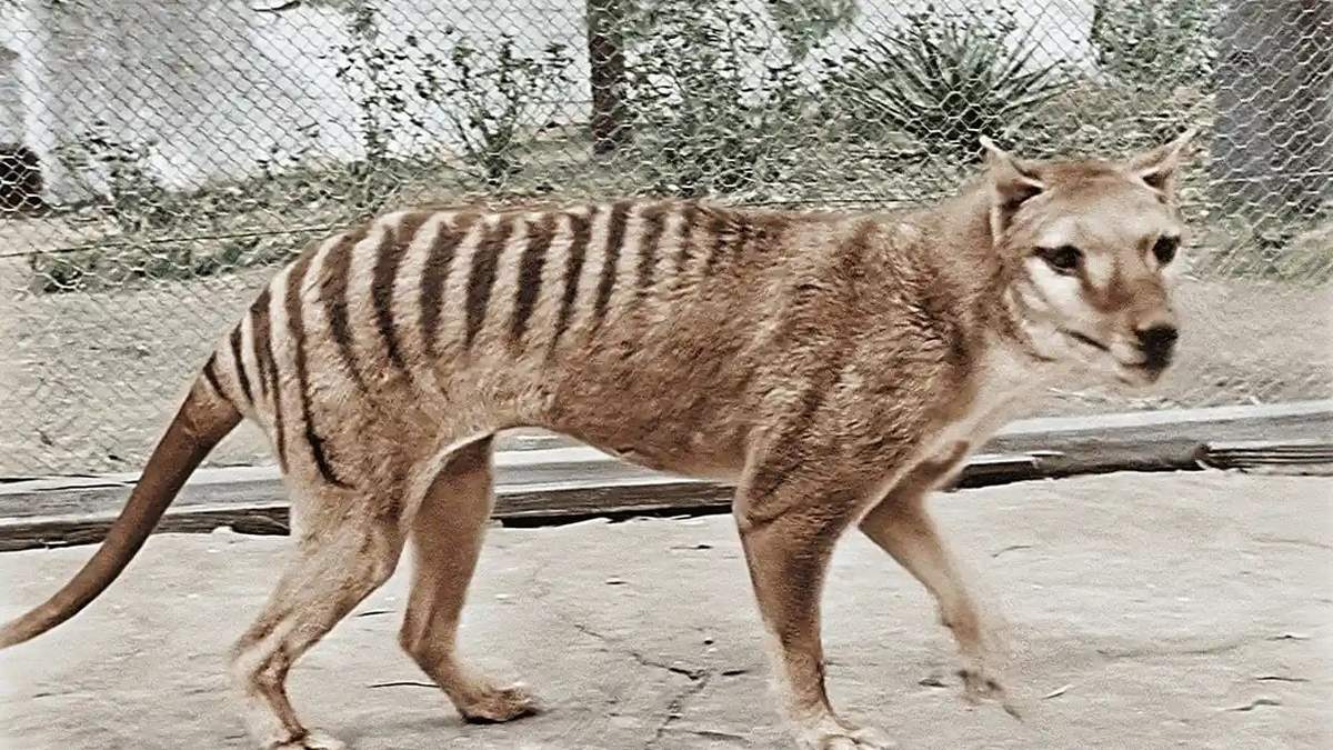 Tigre de Tasmania. Fuente: (Twitter)
