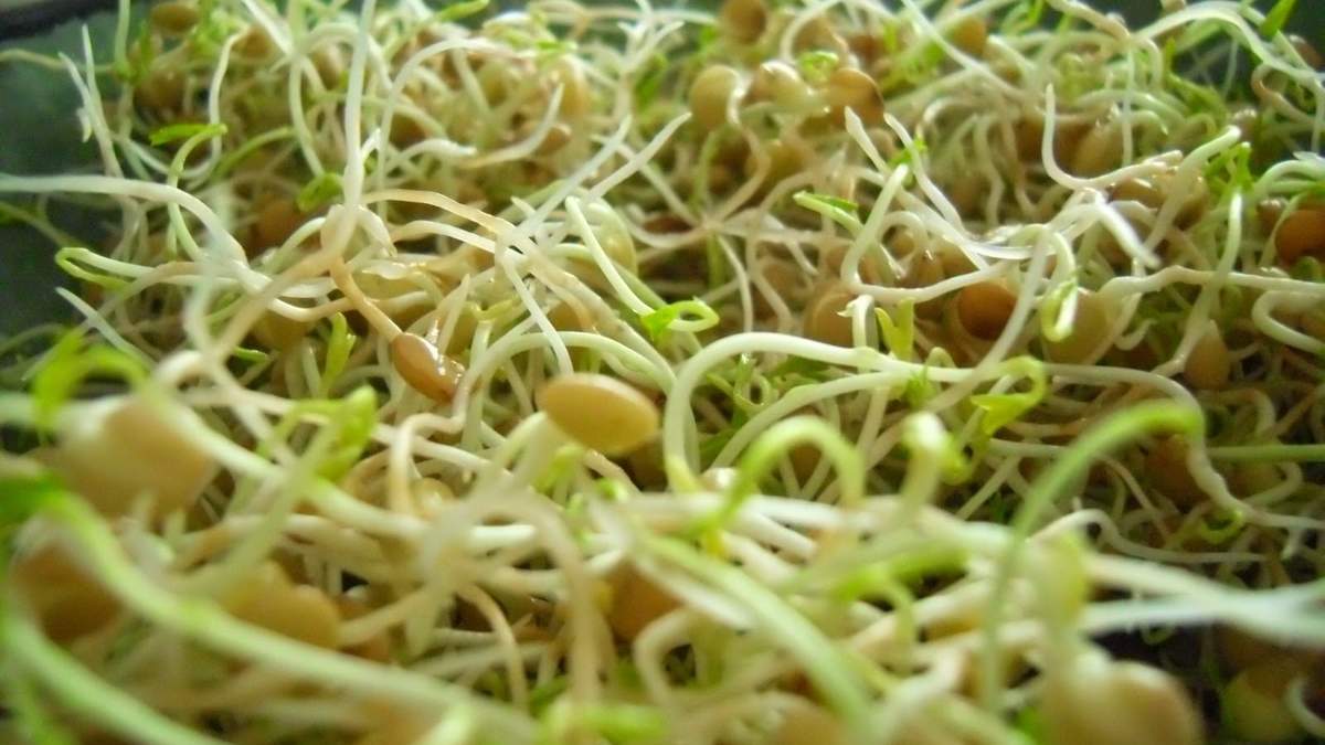 Germinados. Fuente: (Instagram)