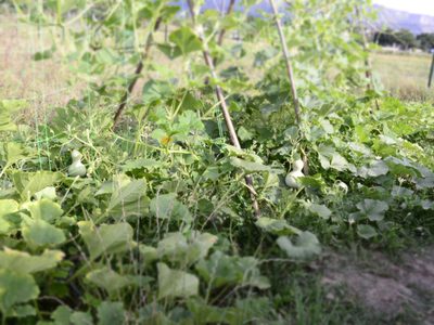 La planta de fácil cultivo que da unas increíbles flores con las que podés preparar una receta gourmet
