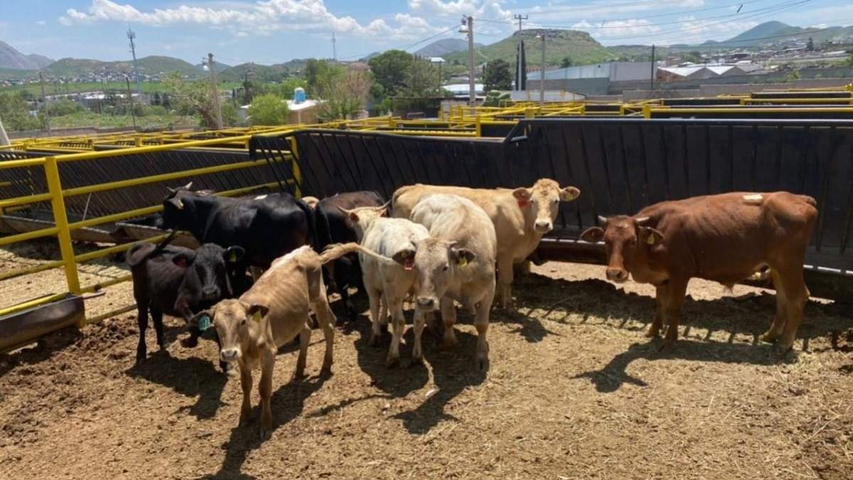 Parte del ganado de César Duarte subastado por el gobierno de Chihuahua