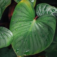 La planta de hojas enormes que atrae el bienestar a tu hogar y es muy fácil de cuidar