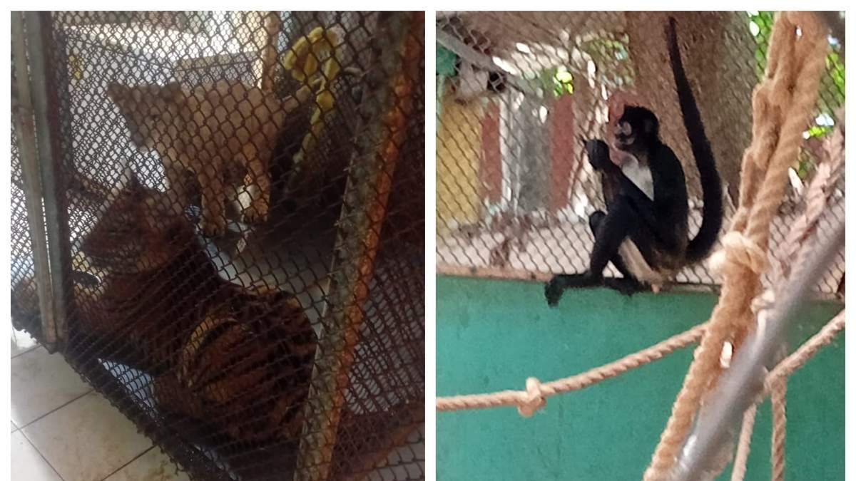 Ejemplares decomisados en Animalandia de la Quinta Avenida de Playa del Carmen
