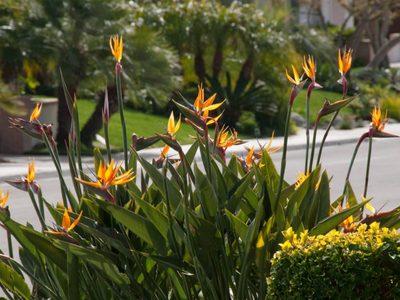 El secreto de los viveros para que tu Strelitzia reginae esté radiante y regale sus flores más hermosas