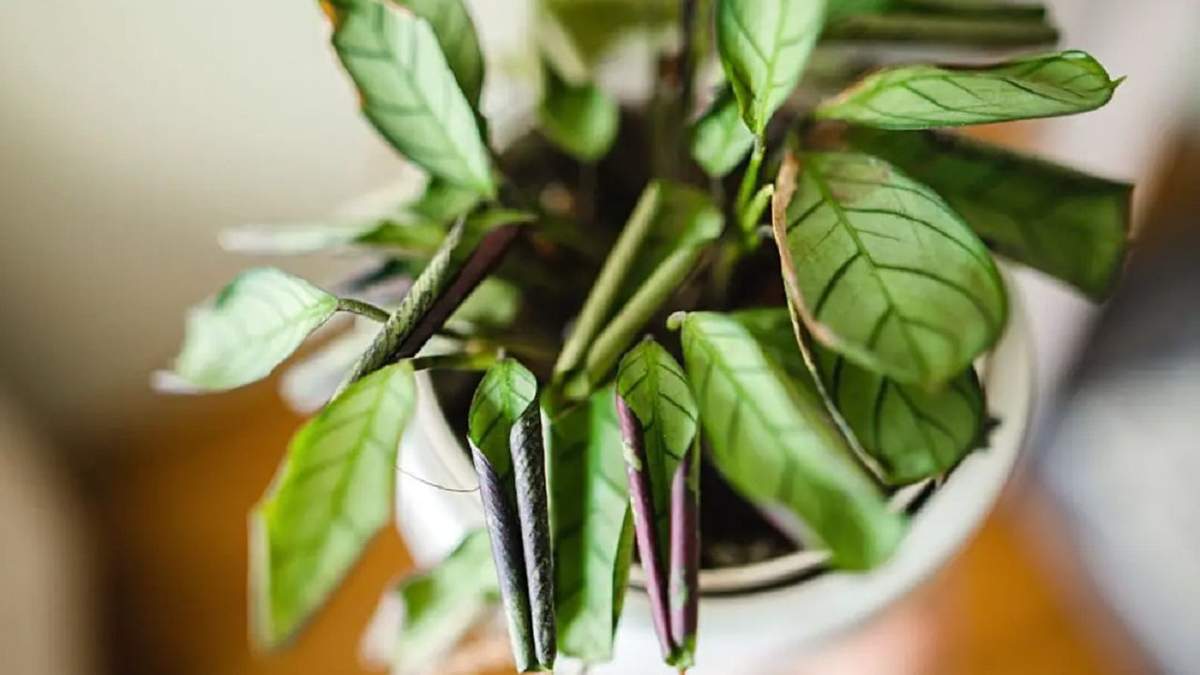 Plantas. Fuente: (Instagram)