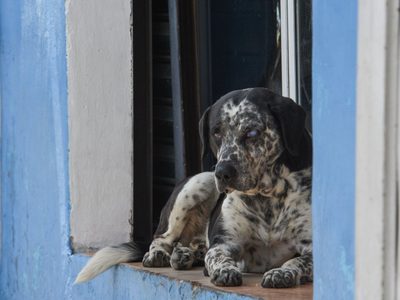 Entra en vigor reforma para establecer clínicas veterinarias públicas