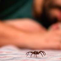 Arañas de patas largas: cómo eliminarlas y ahuyentarlas del hogar con trucos caseros muy simples