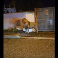 Un león escapa de un circo y siembra el caos durante varias horas (Video)