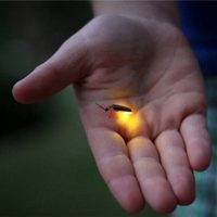 Luciérnagas peligran por ecoturismo y cambio climático