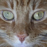 Gobierno de Escocia niega planes de prohibir gatos tras esta polémica