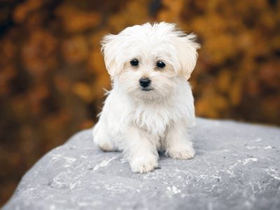 Cinco razas de perros que "detectan el estrés"