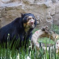 Murió “Carlos”, uno de los osos de antifaz más longevos de Chapultepec