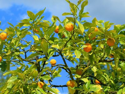 El truco de las abuelas para que tus árboles frutales se llenen de frutos y sus hojas crezcan rozagantes