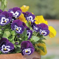 Es pequeña y no necesita muchos cuidados: la planta con las flores más bonitas que podés tener en jardín o maceta