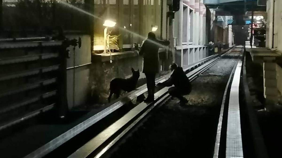 El rescate del perro