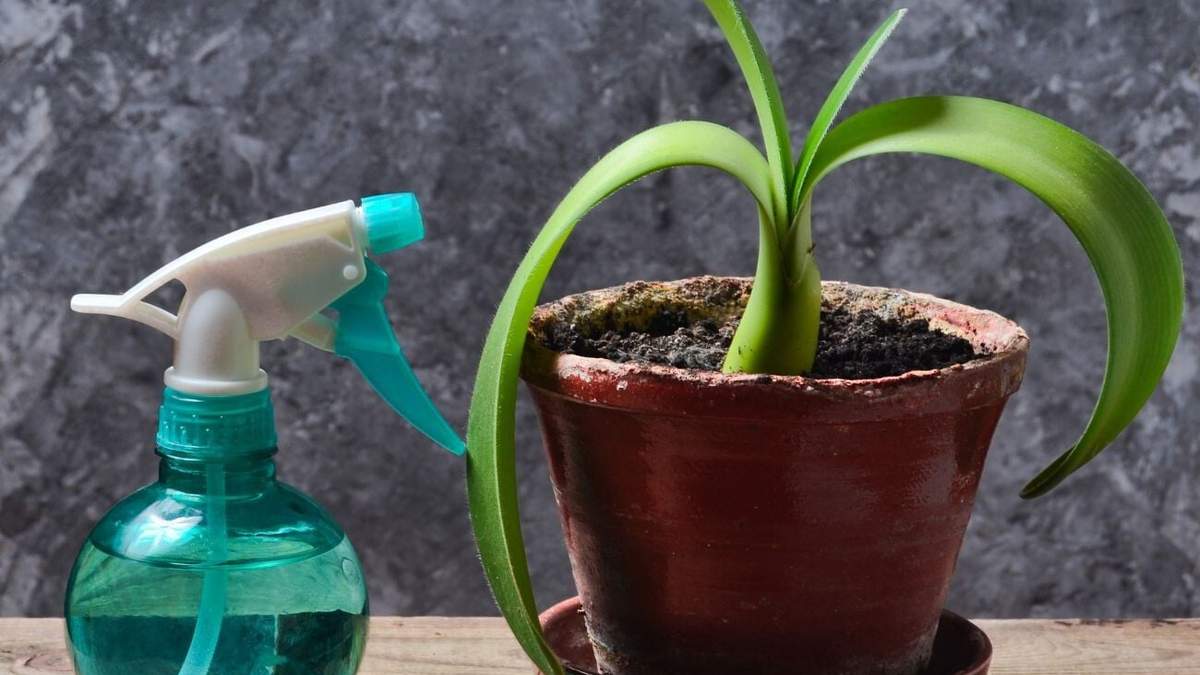 Plantas. Fuente: (X)