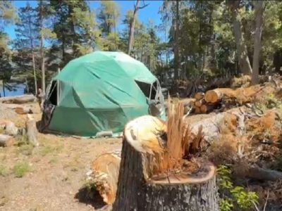 Denunciaron tala de árboles nativos en un área virgen del Parque Nacional Nahuel Huapi