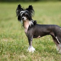 Curiosidades del China Crested: dicen que es el perro más feo pero tiene un olfato increíble y te va a robar el corazón