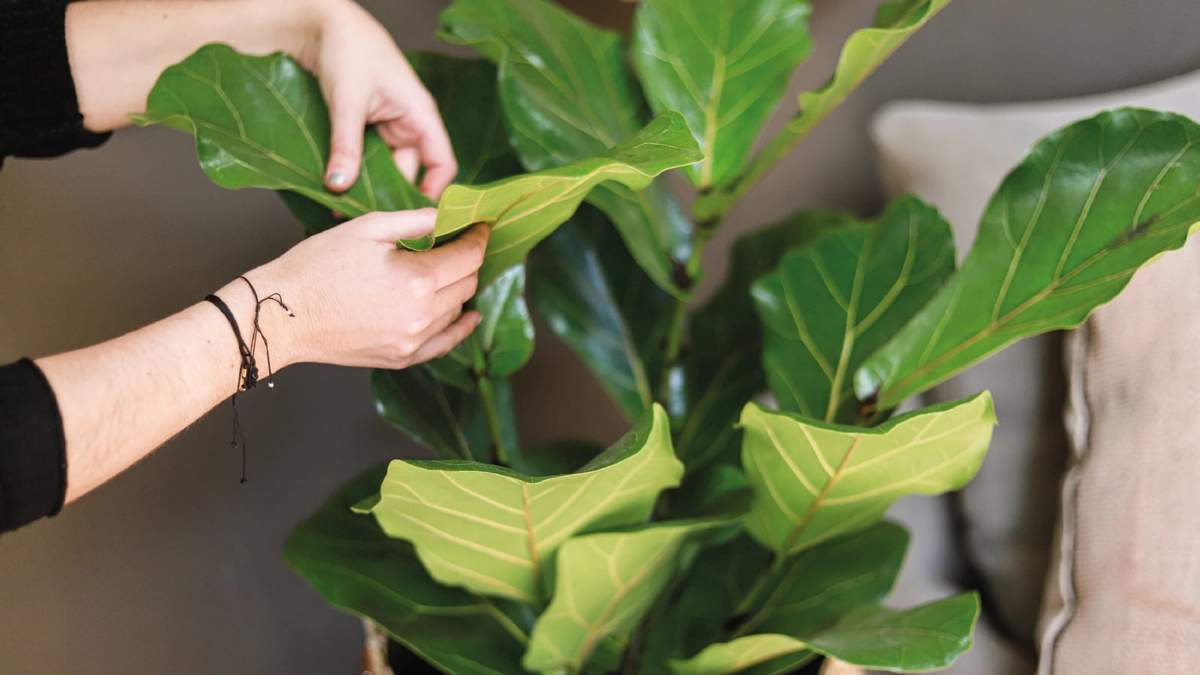 Plantas. Fuente: (X)