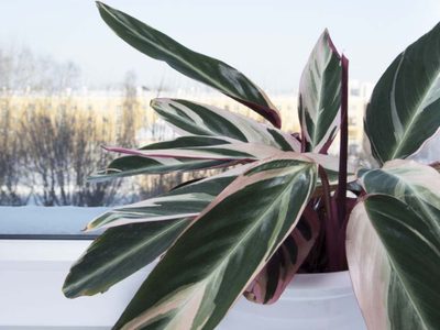 6 plantas de fácil cuidado y hermosos colores ideales para decorar tu mesa del living o comedor