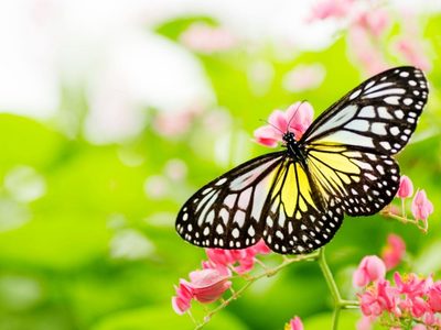 Apto para principiantes: vos también podés hacer las mariposas para la pared que son tendencia en decoración