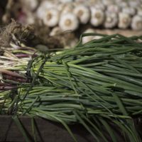 El truco de los viveristas para curar tu planta de Cebolla de verdeo si está de color amarilla y medio marchita